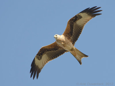 Red Kite - Rode Wouw - Milvus milvus