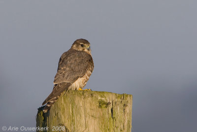 Merlin - Smelleken - Falco columbarius