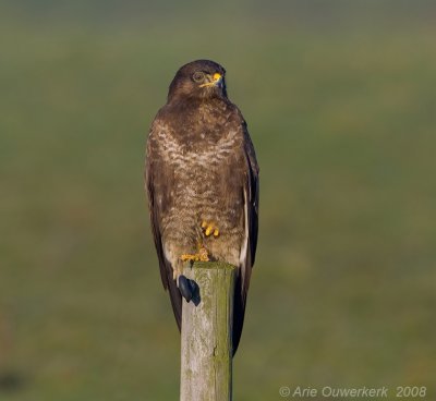 Common Buzzard - Buizerd - Buteo buteo