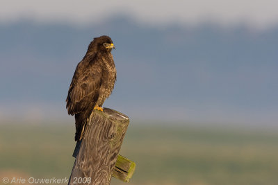 Common Buzzard - Buizerd - Buteo buteo