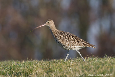 Eurasian Curlew - Wulp - Numenius arquata