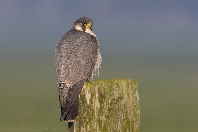 Peregrine Falcon - Slechtvalk - Falco peregrinus