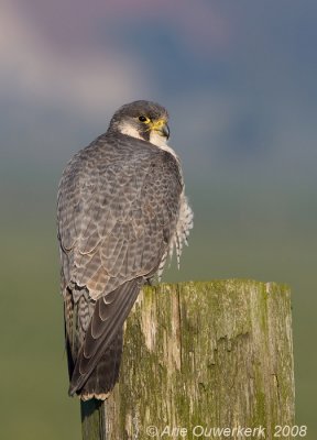 Peregrine Falcon - Slechtvalk - Falco peregrinus