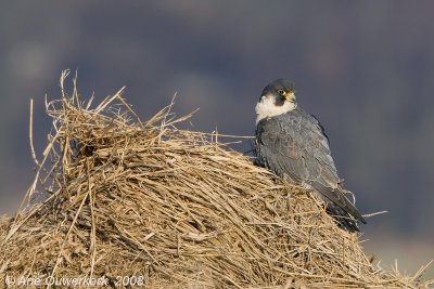 Peregrine Falcon - Slechtvalk - Falco peregrinus