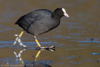 Eurasian Coot - Meerkoet - Fulica atra