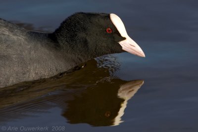 Eurasian Coot - Meerkoet - Fulica atra