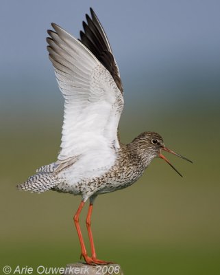 Common Redshank - Tureluur - Tringa totanus