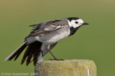 White Wagtail - Witte Kwikstaart - Motacilla alba