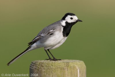 White Wagtail - Witte Kwikstaart - Motacilla alba