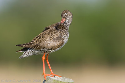 Common Redshank - Tureluur - Tringa totanus
