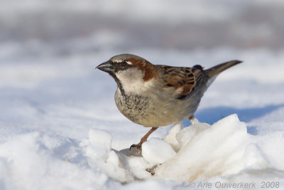 House Sparrow - Huismus - Passer domesticus