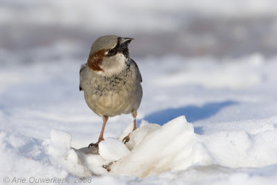 House Sparrow - Huismus - Passer domesticus