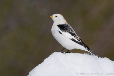 Snow Bunting - Sneeuwgors - Plectrophenax nivalis