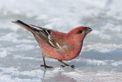 Pine Grosbeak - Haakbek - Pinicola enucleator