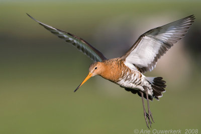 Black-tailed Godwit - Grutto - Limosa limosa