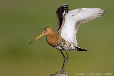 Black-tailed Godwit - Grutto - Limosa limosa