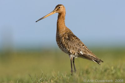 Black-tailed Godwit - Grutto - Limosa limosa