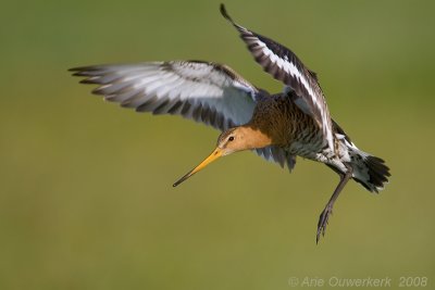 Black-tailed Godwit - Grutto - Limosa limosa