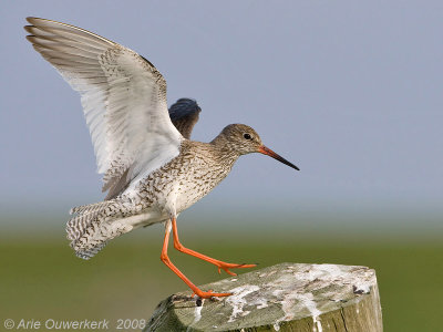 Common Redshank - Tureluur - Tringa totanus