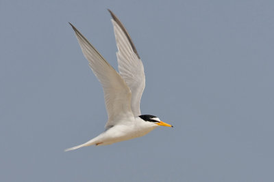 Little Tern - Dwergstern - Sterna albifrons