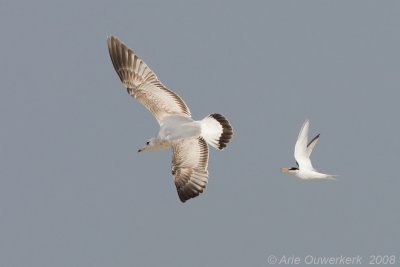 Little Tern - Dwergstern - Sterna albifrons