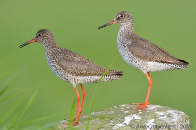 Common Redshank - Tureluur - Tringa totanus