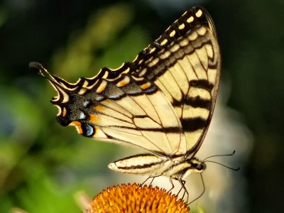 Eastern Tiger Swallowtail butterfly (Papilio glaucas)