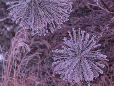 Hoar Frost on White Pine bows