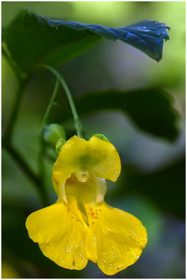 Pale Touch-me-not (Pale Jewelweed) Impatiens pallida