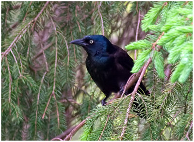 Common Grackle - Purple Race.jpg