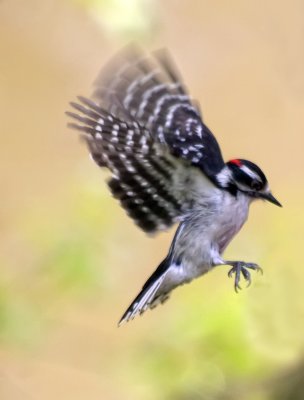 Downy woodpecker.jpg