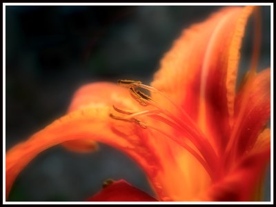 tiger-lily-blur