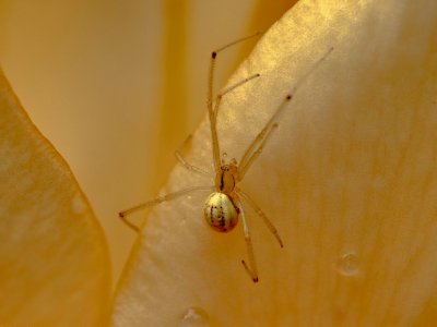 Golden spider.jpg