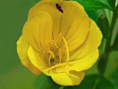 yellowflower_Bug.jpg