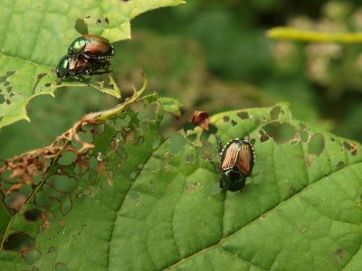 Pretty much captures the Japanese Beetle's world view