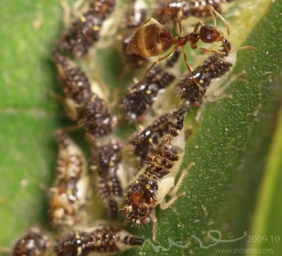 ant and aphid.jpg