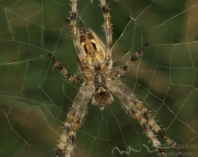 large male spider.jpg