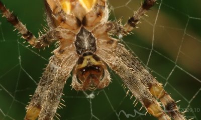 large spider close up.jpg