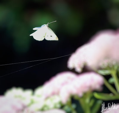 cabbage butterfly flying.jpg