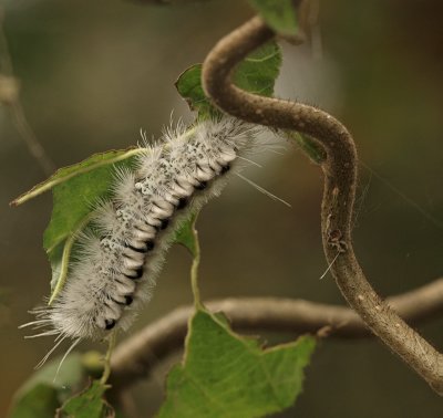 blackwhite caterpillar.jpg