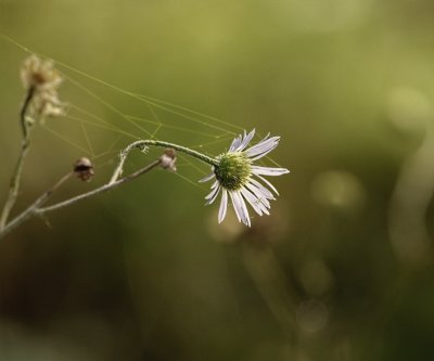 little flower and web.jpg