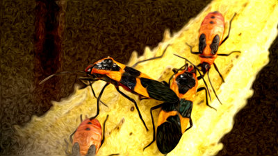 milkweed bug.jpg