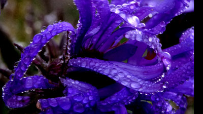 new england aster.jpg