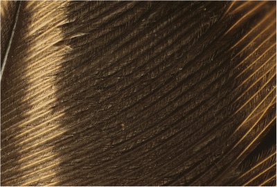 feather detail.jpg