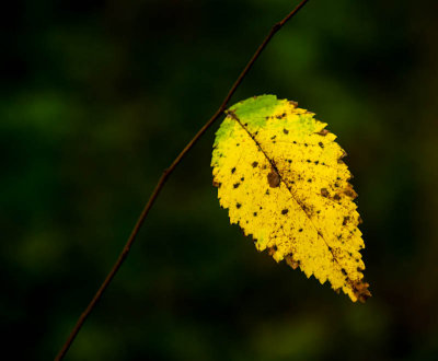 Solo Leaf