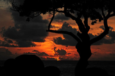 Tree Silhouette at Sunrise