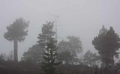 Foggy morning_7648.jpg