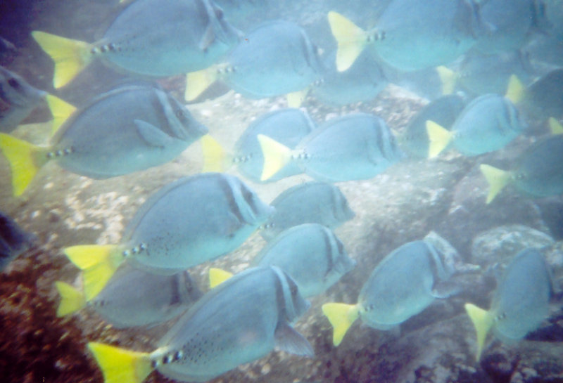 Razor (Yellowtailed) Surgeonfish_1.jpg