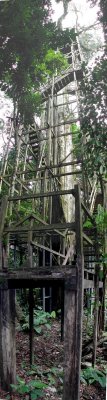 Ecuador - Lowland Jungle