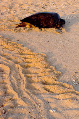 nesting Green sea turtle.jpg
